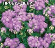 Семена цветов Агератум «Пробуждение»