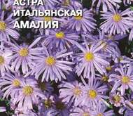 Семена цветов Астра «Амалия»