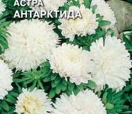 Семена цветов Астра «Антарктида»