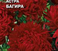 Семена цветов Астра «Багира»