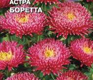 Семена цветов Астра «Боретта»