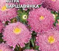 Семена цветов Астра «Варшавянка»
