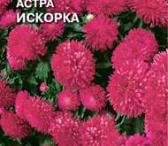Семена цветов Астра «Искорка»