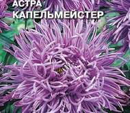 Семена цветов Астра «Капельмейстер»