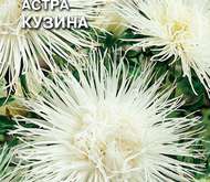 Семена цветов Астра «Кузина»