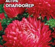 Семена цветов Астра «Опалфойер»