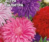 Семена цветов Астра «Палитра» (смесь)