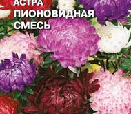 Семена цветов Астра «Пионовидная смесь»