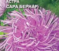 Семена цветов Астра «Сара Бернар»