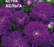 Семена цветов Астра «Хельга»