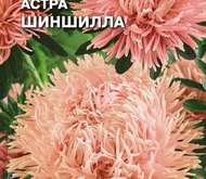 Семена цветов Астра «Шиншила»