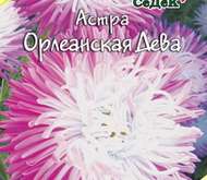 Семена цветов Астра «Орлеанская дева»