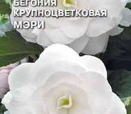 Семена цветов Бегония «Мэри»  (клубневая)