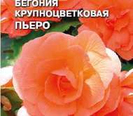 Семена цветов Бегония «Пьеро»  (КЛУБНЕВАЯ)