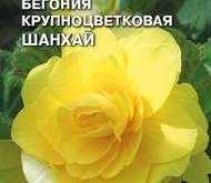 Семена цветов Бегония «Шанхай»  (КЛУБНЕВАЯ)