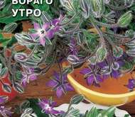 Семена цветов Бораго «Утро»  (огуречная трава)
