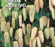 Семена цветов бриза «Аллегро» Максима (трясунка большая)