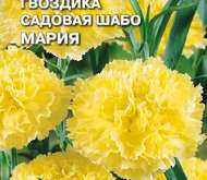 Семена цветов Гвоздика «Мария» садовая