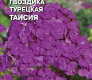 Семена цветов Гвоздика «Таисия»