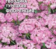 Семена цветов Гвоздика «Флоренция» турецкая