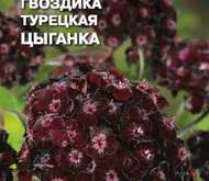 Семена цветов Гвоздика «Цыганка»