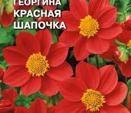 Семена цветов георгина «Красная шапочка»