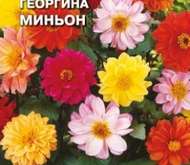 Семена цветов георгина «Миньон» (смесь)