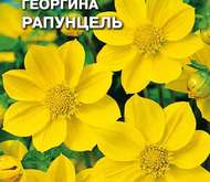 Семена цветов георгина «Рапунцель»