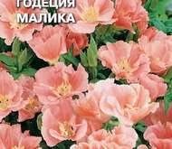 Семена цветов Годеция «Малика»