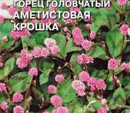 Семена цветов Горец «Аметистовая крошка» головчатый