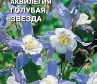 Семена цветов Аквилегия «Голубая звезда»