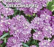 Семена цветов ИБЕРИС «АЛЕКСАНДРИТ ГИБРАЛТАРСКИЙ» (ЛИЛОВО-БЕЛЫЙ)
