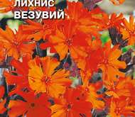 Семена цветов Лихнис «Везувий»