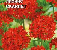 Семена цветов Лихнис «Скарлет»