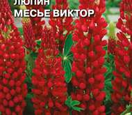 Семена цветов Люпин «Месье Виктор» (красный)