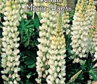 Семена цветов Люпин «Месье Шарль» (белый)