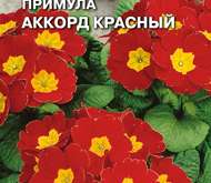 Семена цветов ПРИМУЛА «АККОРД» (КРАСНЫЙ)