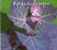 Семена цветов Лебеда «Красное перо» декоративная