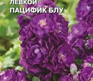 Семена цветов Левкой «Пацифик блу»