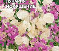 Семена цветов Лунария «Искушение»