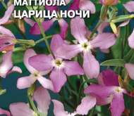 Семена цветов Маттиола (ночная фиалка) «Царица Ночи»