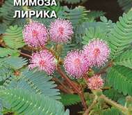 Семена цветов Мимоза «Лирика» стыдливая