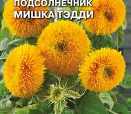 Семена цветов Подсолнечник «Мишка Тэдди»