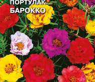 Семена цветов Портулак «Барокко»