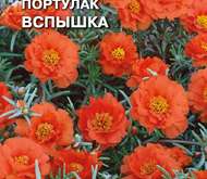 Семена цветов Портулак «Вспышка»