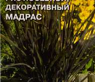 Семена цветов Рис «Мадрас» посевной