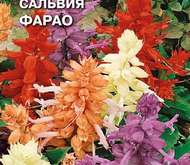 Семена цветов Сальвия «Фарао»