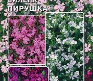 Семена цветов Смолевка «Пирушка»