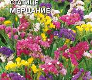 Семена цветов Статице «Мерцание»