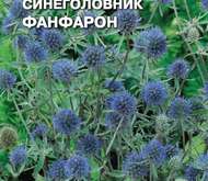 Семена цветов СИНЕГОЛОВНИК «ФАНФАРОН» СИНИЙ (ЭРИНГИУМ)